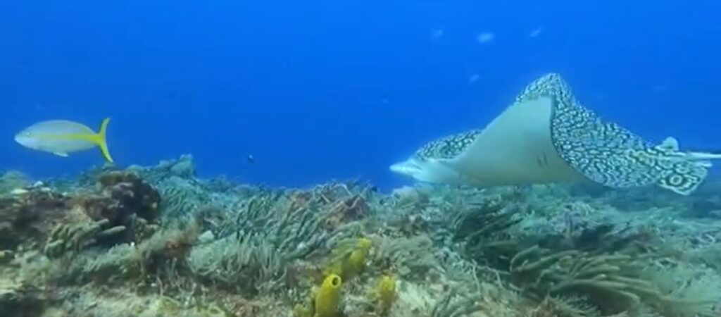 Diving Cozumel